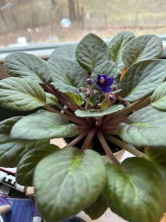 violet starting to bloom